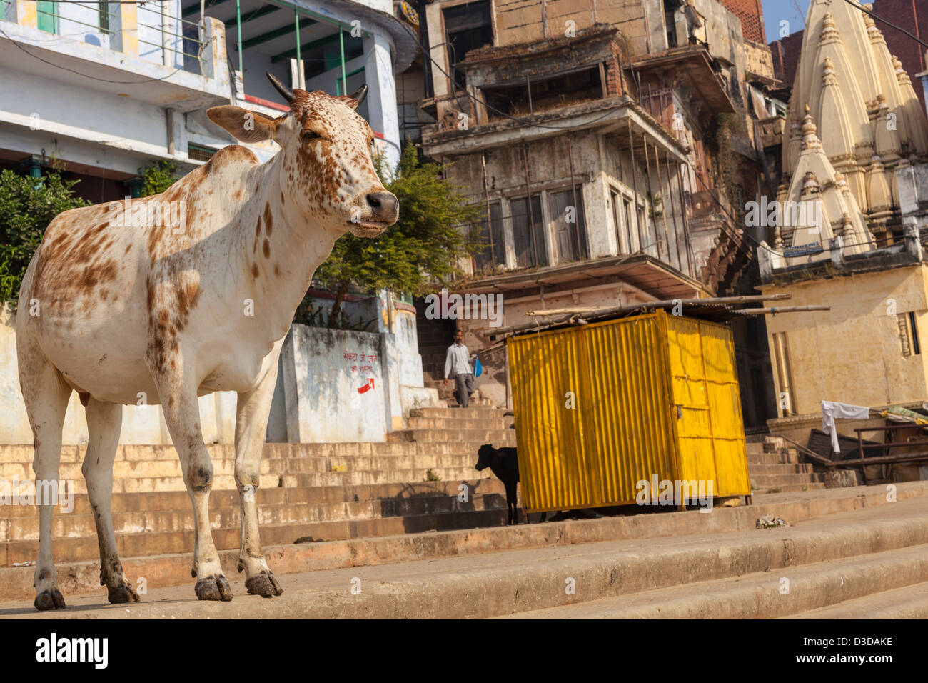 Holy Cow, Varanasi, Inde Banque D'Images