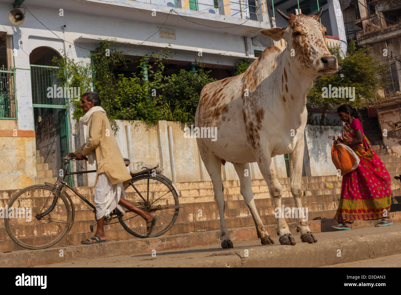 Holy Cow, Varanasi, Inde Banque D'Images