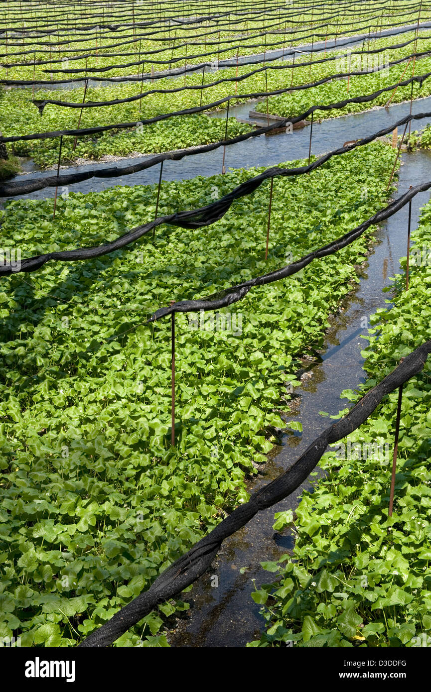 Rangées de raifort wasabi biologique de plantes poussant dans l'eau fraîche de la rivière de montagne à Daio Wasabi Nojo ferme à Hotaka, Nagano. Banque D'Images