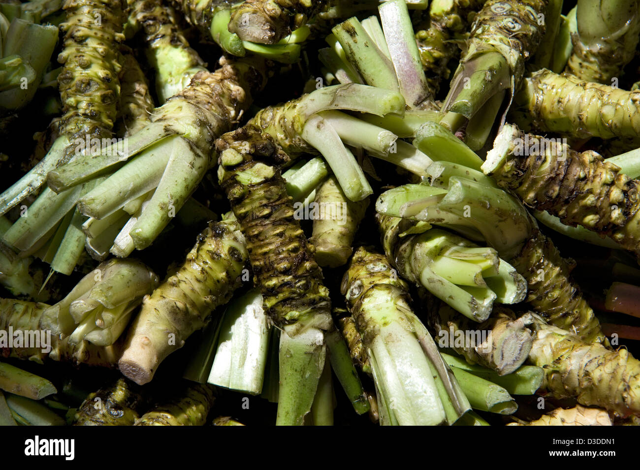 Bio épicé fraîchement cueillis racine de wasabi (raifort japonais) à Daio Wasabi Nojo ferme à Hotaka, Nagano. Banque D'Images