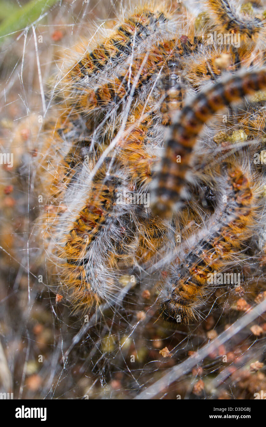 Chenille En Grappe Banque D Image Et Photos Alamy