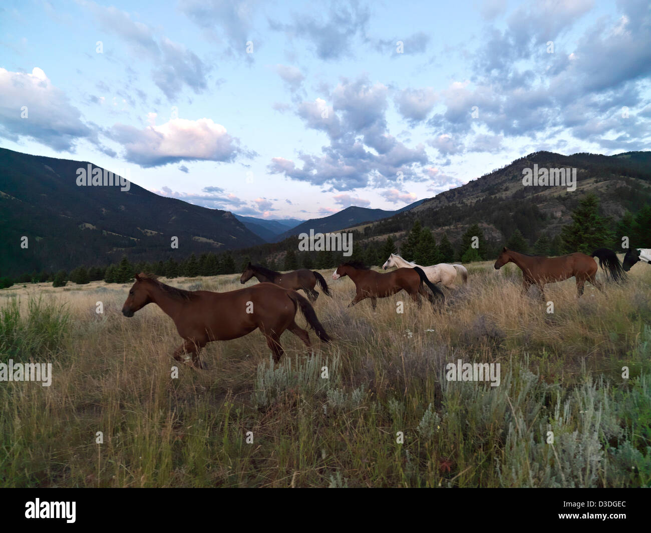 En poussant les chevaux pour ranch, Montana, USA Banque D'Images