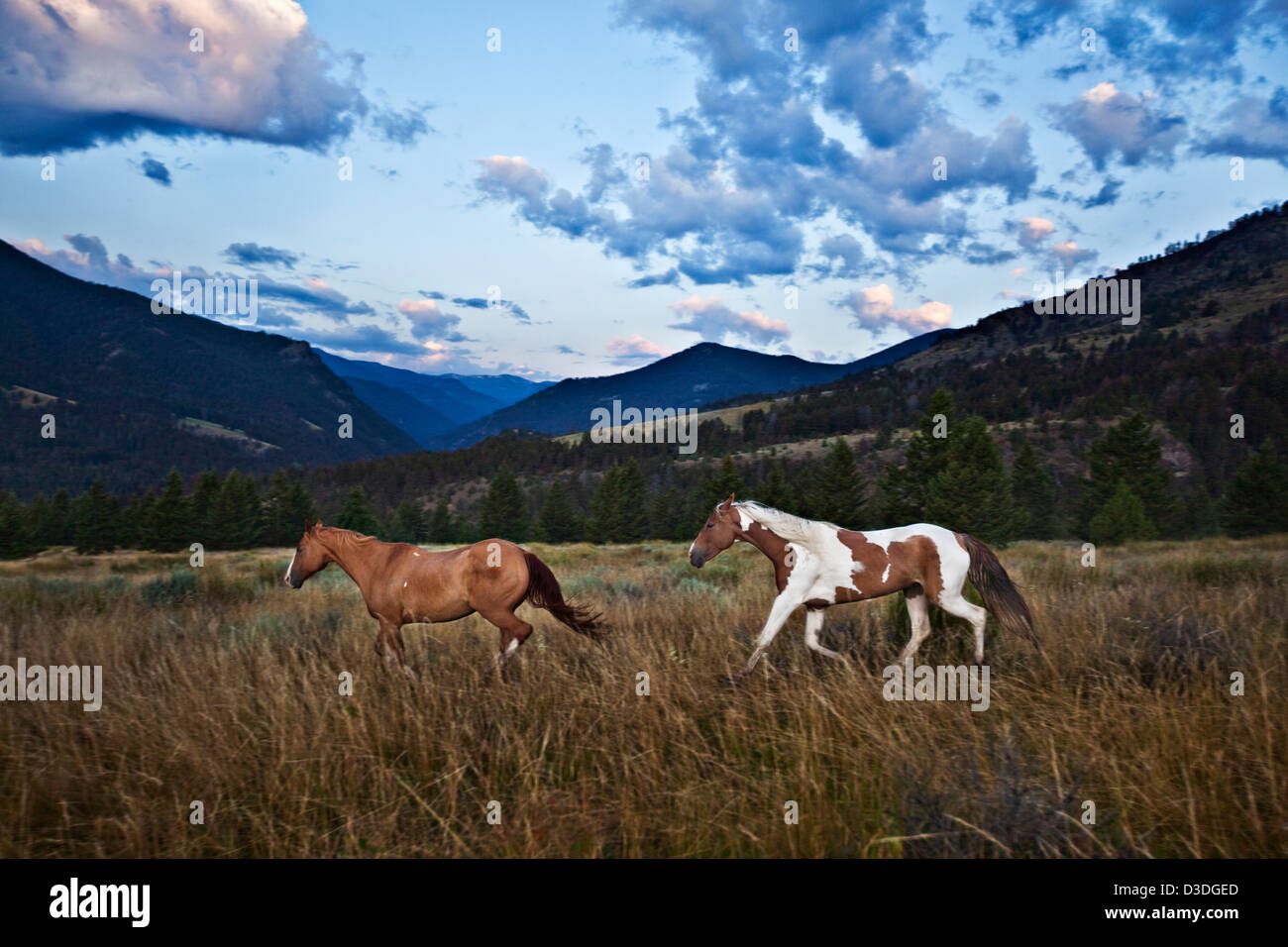 En poussant les chevaux pour ranch, Montana, USA Banque D'Images