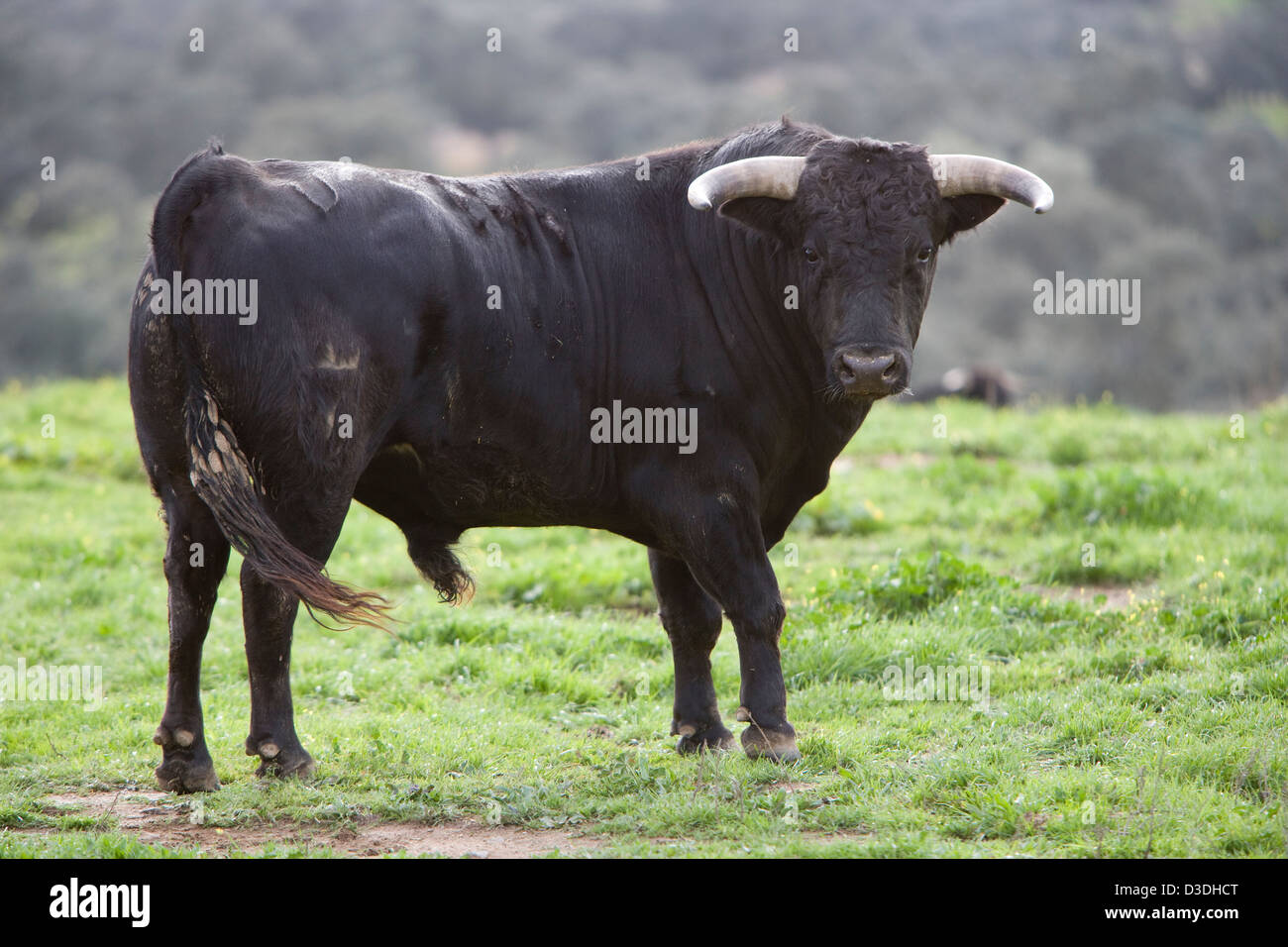 El CASTILLO DE LAS GUARDAS, Séville, ESPAGNE, LE 24 FÉVRIER 2008 : un taureau de quatre ans qui lutte contre cette année, sur la ganaderia de Juan Pedro Domecq. Sur ses 7 000 hectares Juan Pedro Domecq est à la recherche de la race pour la performance artistique dans ses taureaux pour l'anneau. Banque D'Images