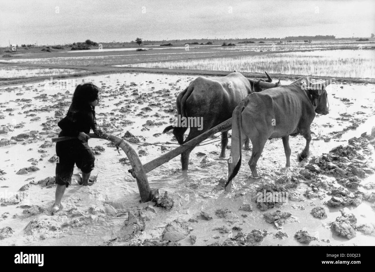 Cambodge : une adolescente charrues la famille rizière avant de replanter avec riz transplanté. Banque D'Images