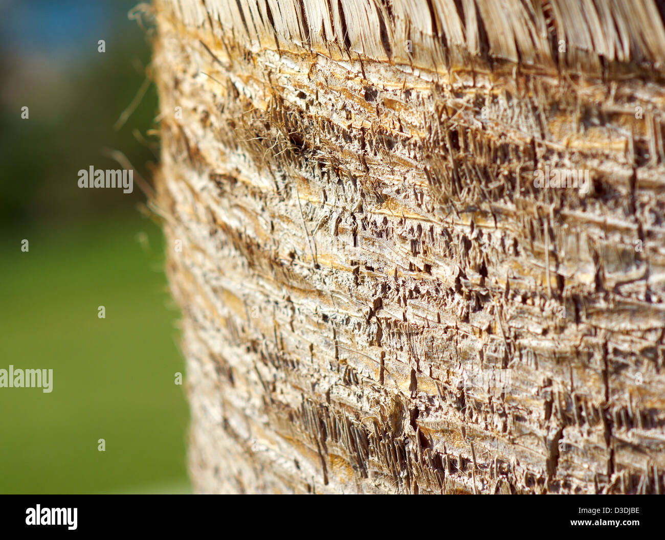 Bois de palmier Banque de photographies et d’images à haute résolution Alamy
