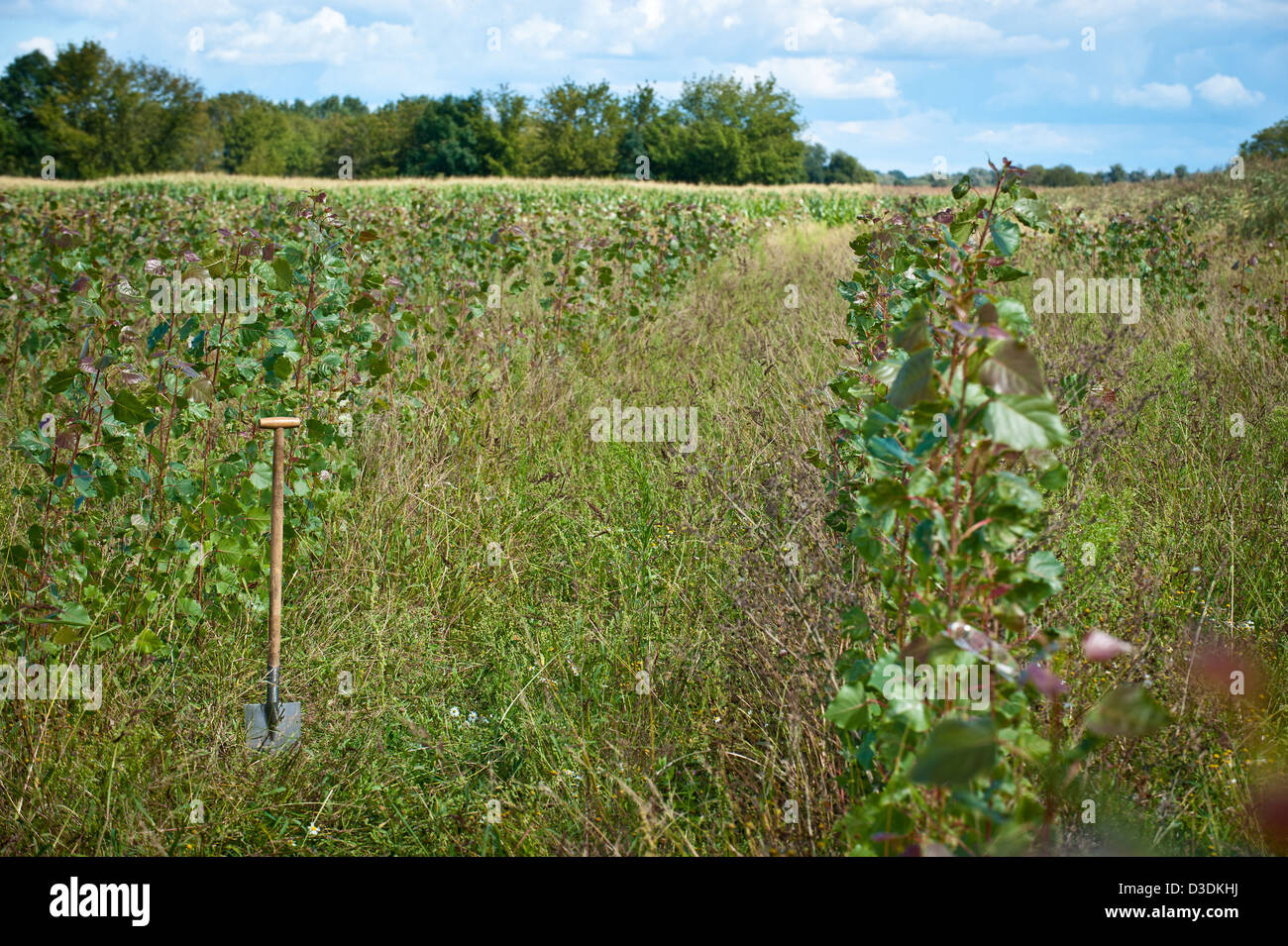 Phöben, Allemagne, sur une plantation de peupliers à courte rotation Banque D'Images