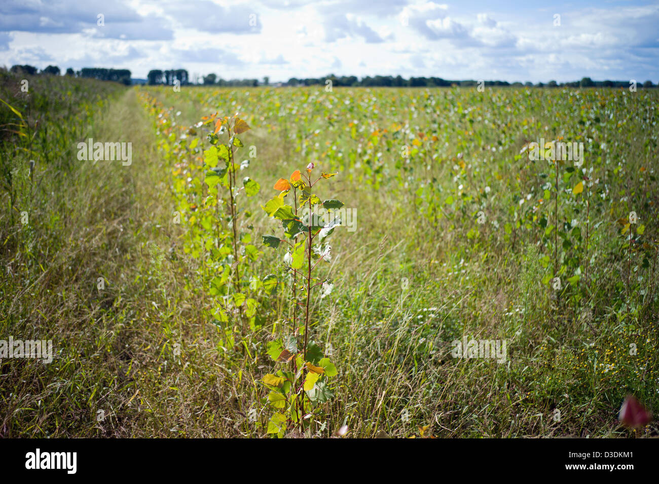 Phöben, Allemagne, sur une plantation de peupliers à courte rotation Banque D'Images