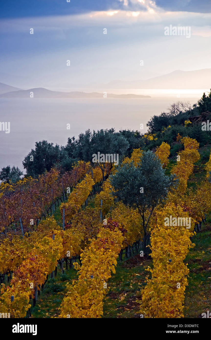 Vignoble d'automne (péninsule de Pelion, Thessalie, Grèce) Banque D'Images