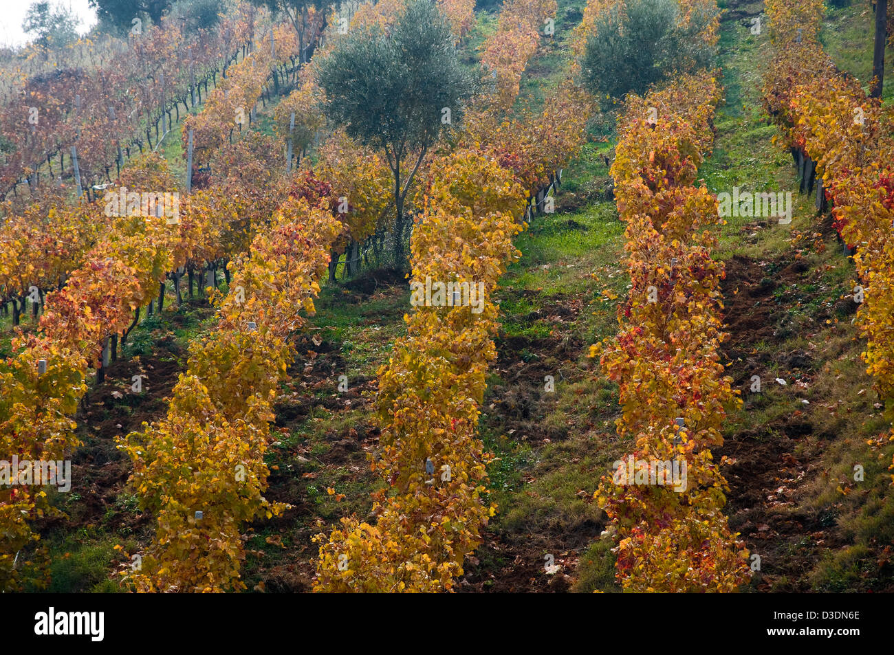 Vignoble d'automne (Grèce) Banque D'Images