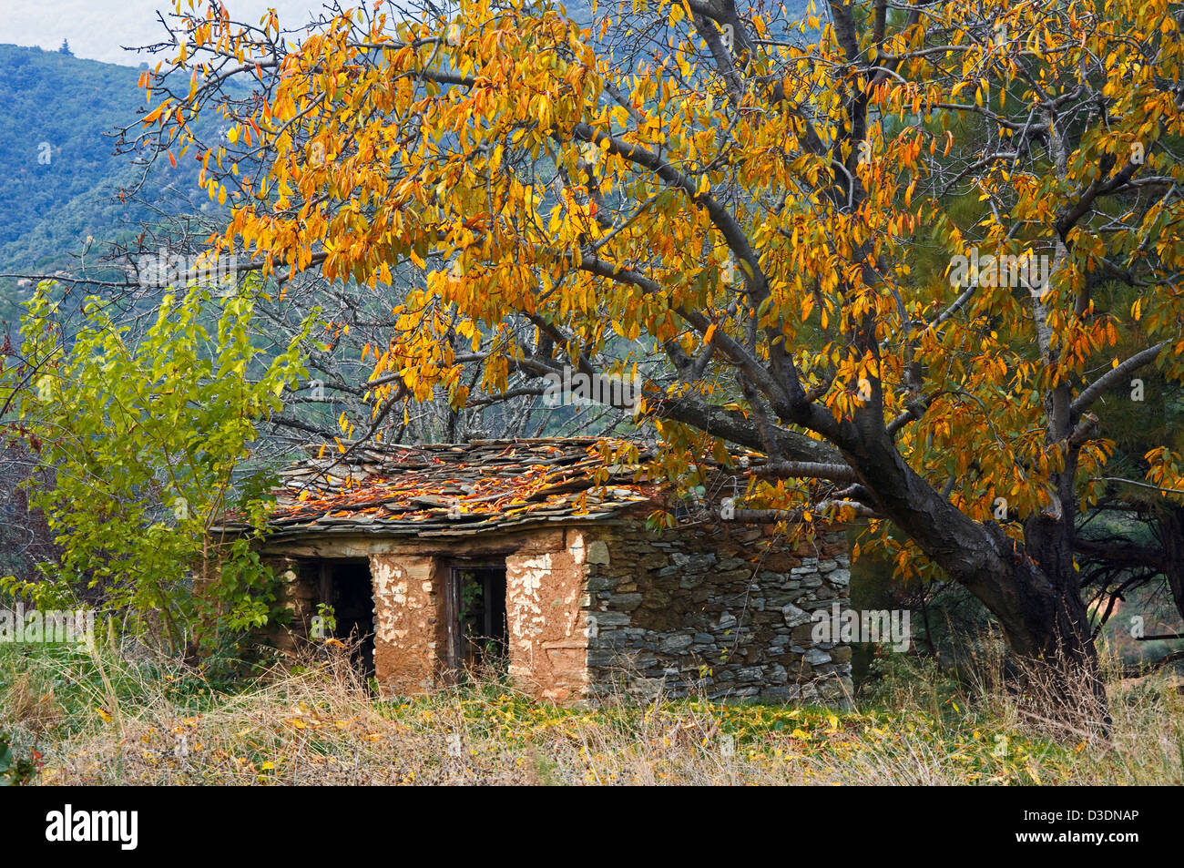 Vieille cabane en pierre à l'abandon sous les cerisiers avec feuillage automne Banque D'Images