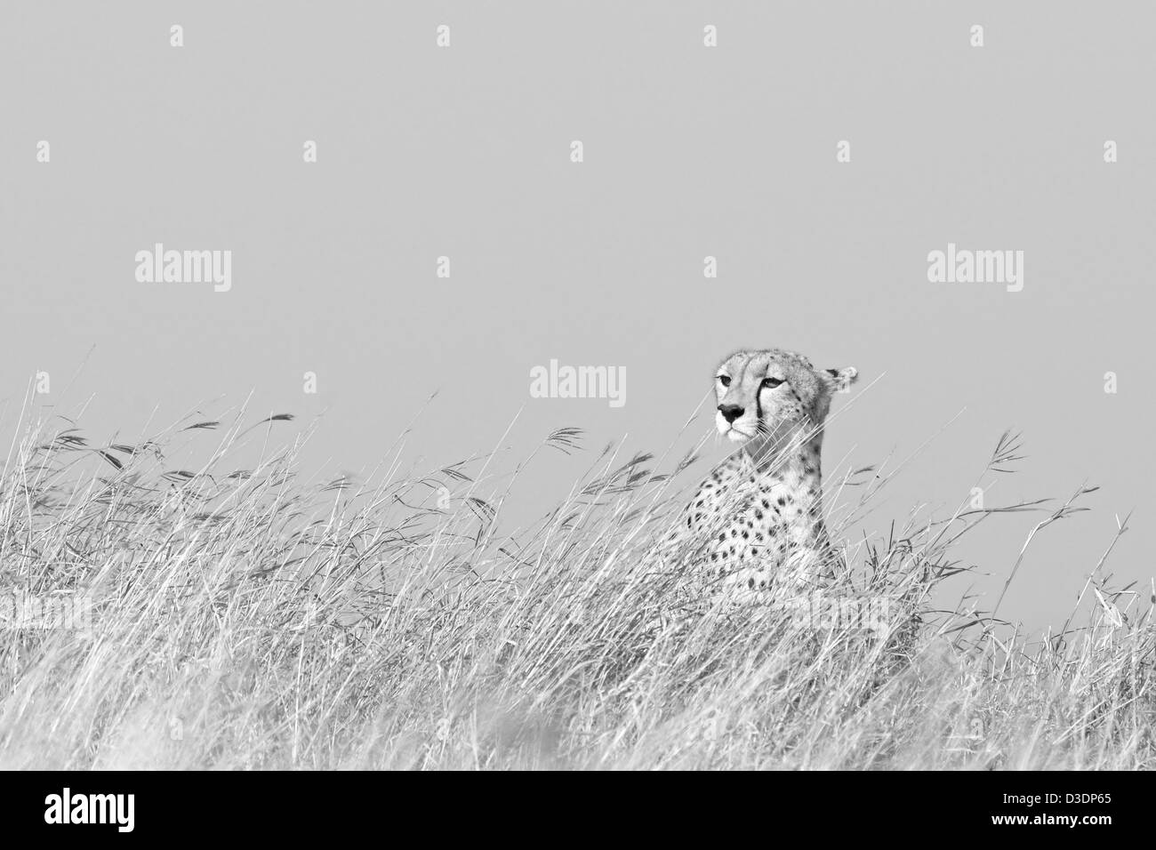 Cheetah dans les prairies du Masai Mara au Kenya, Afrique Banque D'Images