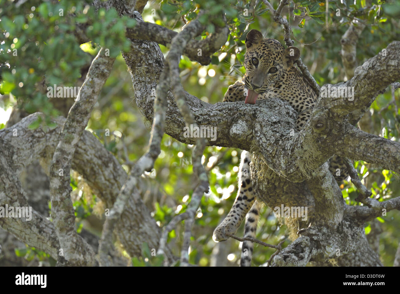 Leopard lécher ses pieds alors qu'il était assis sur une branche d'un arbre dans le parc national de Yala, au Sri Lanka Banque D'Images