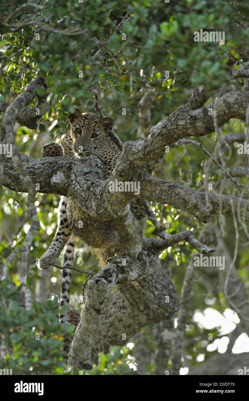 Leopard assis sur une branche d'un arbre dans le parc national de Yala, au Sri Lanka Banque D'Images