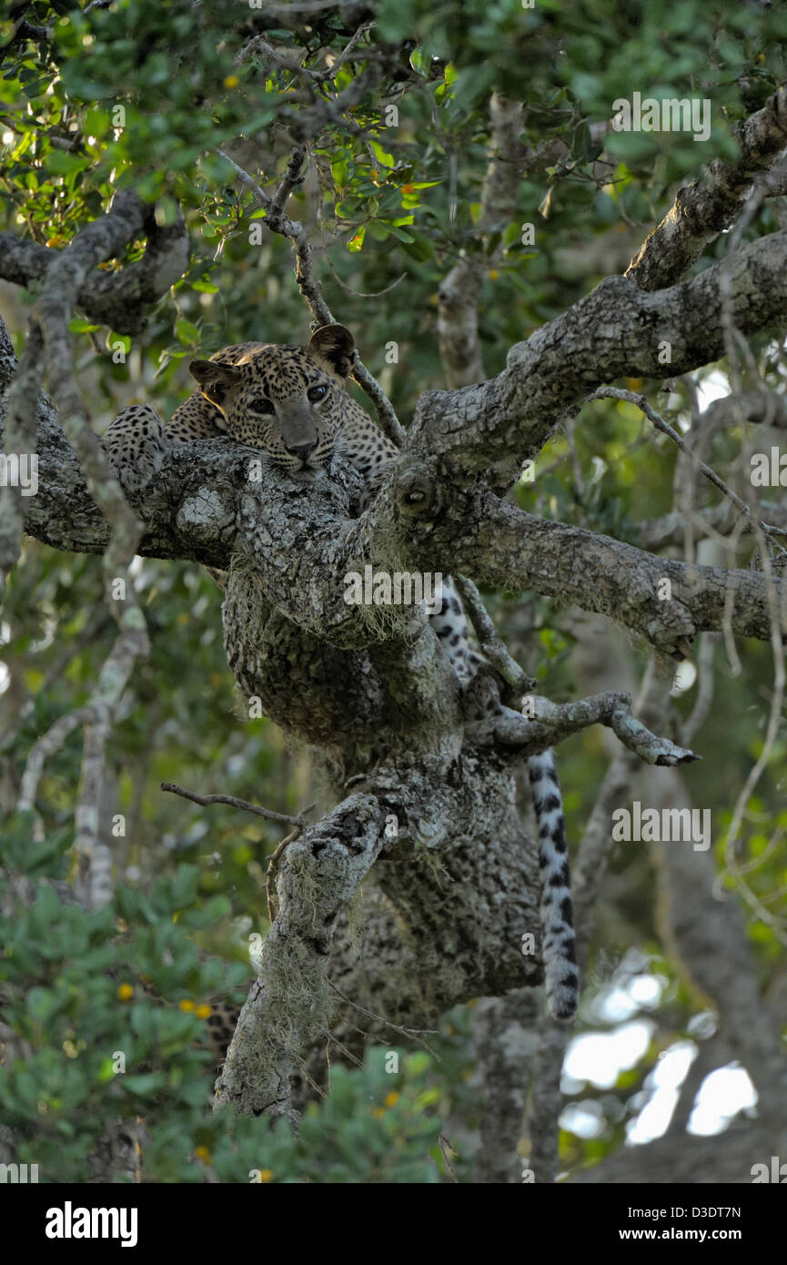 Leopard assis sur une branche d'un arbre dans le parc national de Yala, au Sri Lanka Banque D'Images