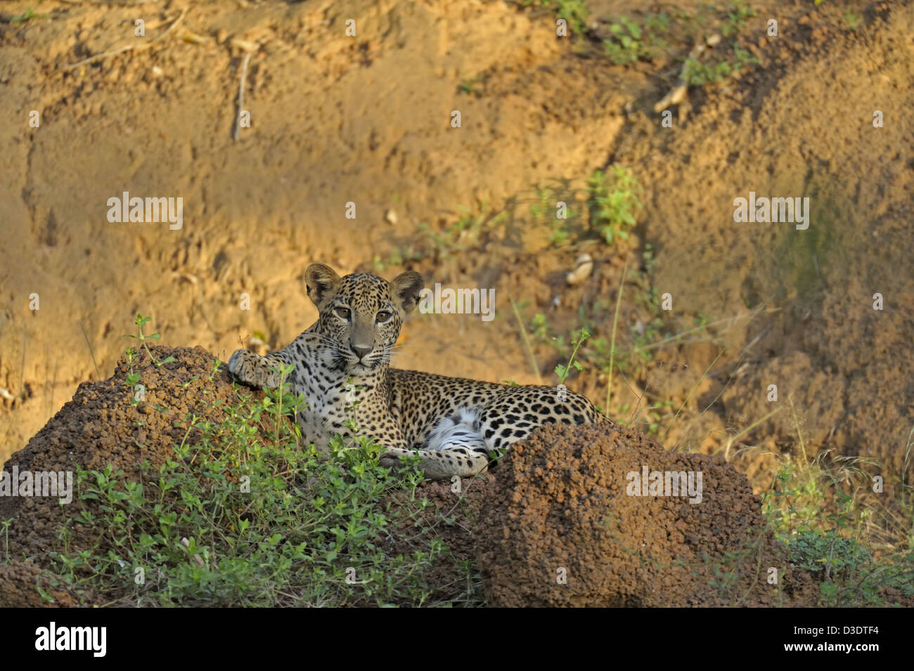 Leopard dans parc national de Yala, au Sri Lanka Banque D'Images
