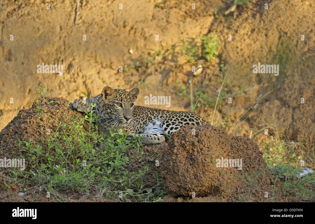 Leopard dans parc national de Yala, au Sri Lanka Banque D'Images