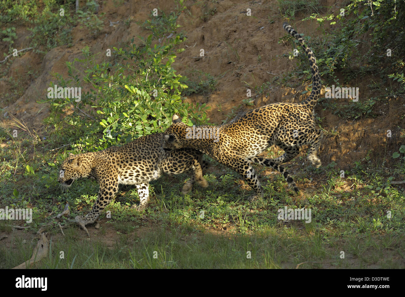Deux Léopards jouer combats au parc national de Yala, au Sri Lanka Banque D'Images