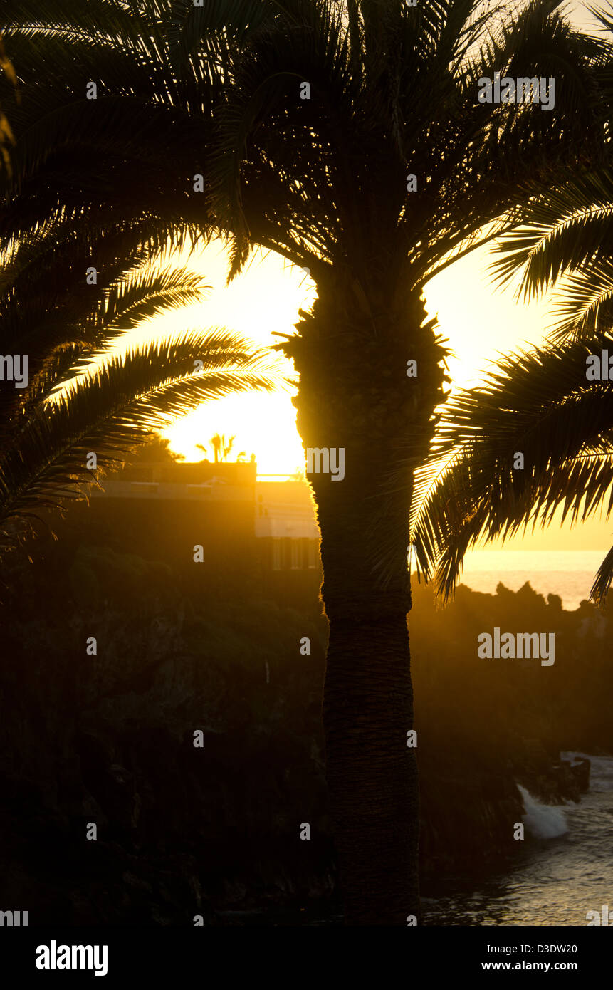 Silhouette de palmier dans la mer jaune contre coucher de soleil Banque D'Images
