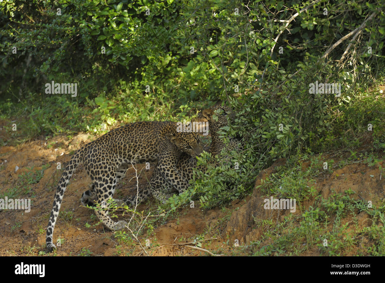 Les léopards dans parc national de Yala, au Sri Lanka Banque D'Images