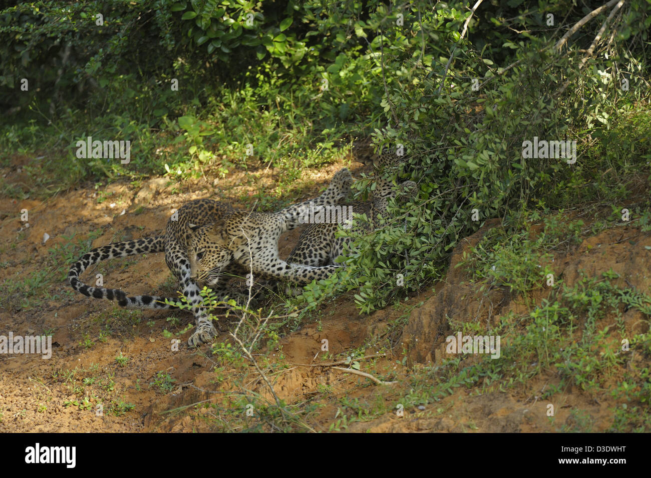 Deux léopards dans le parc national de Yala, au Sri Lanka Banque D'Images