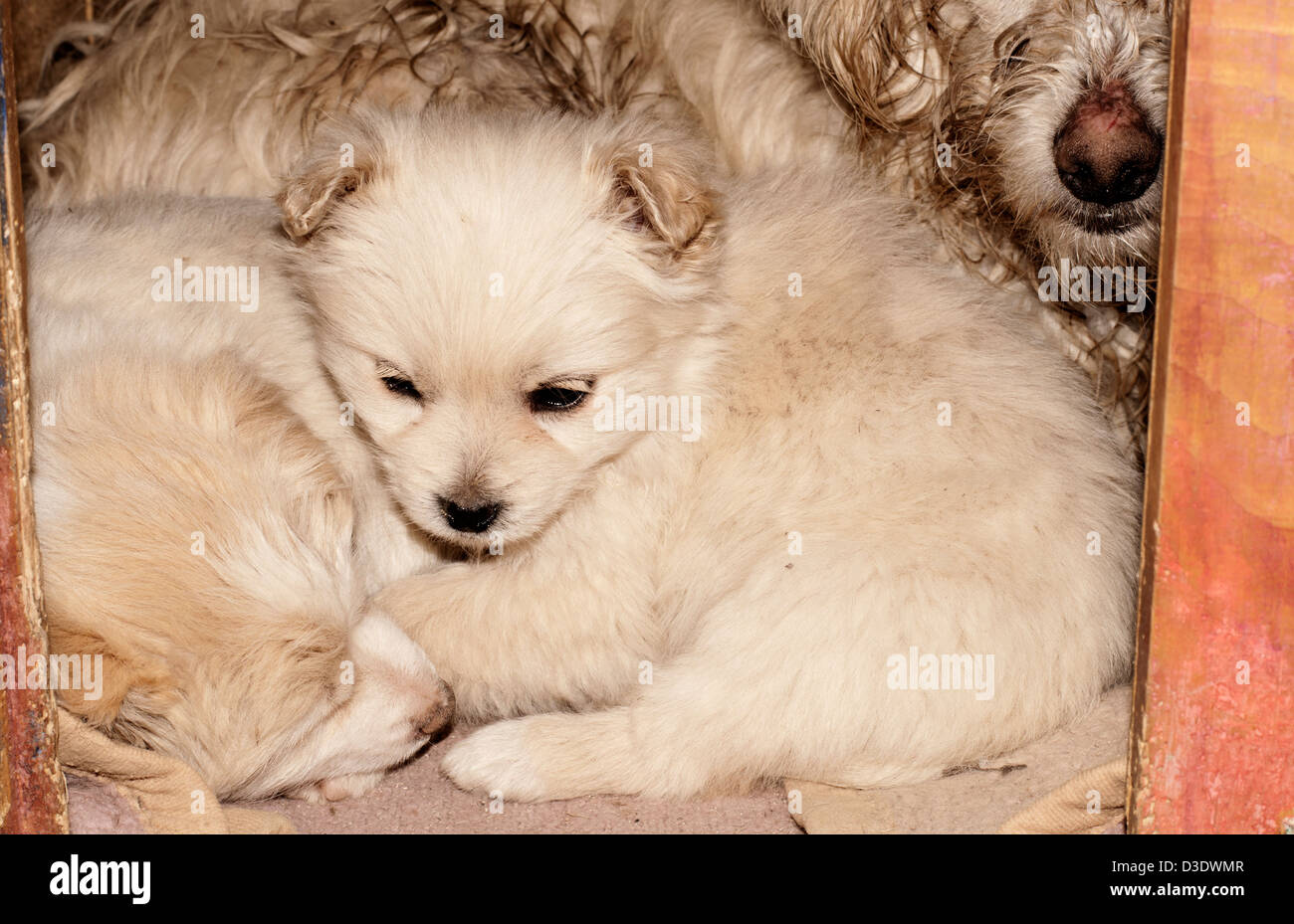 Famille de chien Banque D'Images