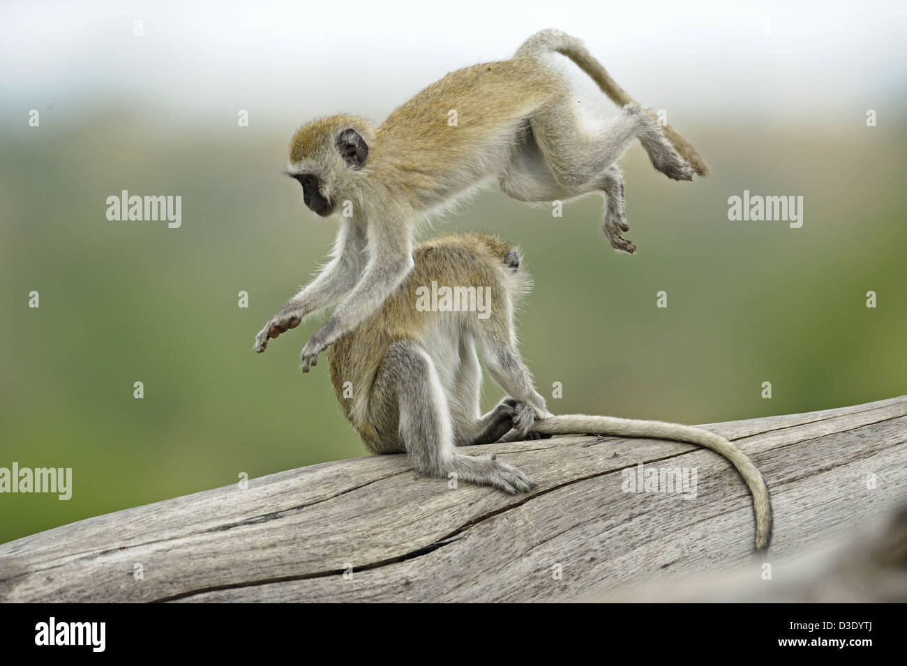 Un singe (Chlorocebus pygerythrus) jouant dans le parc national de Tarangire, Tanzanie Banque D'Images