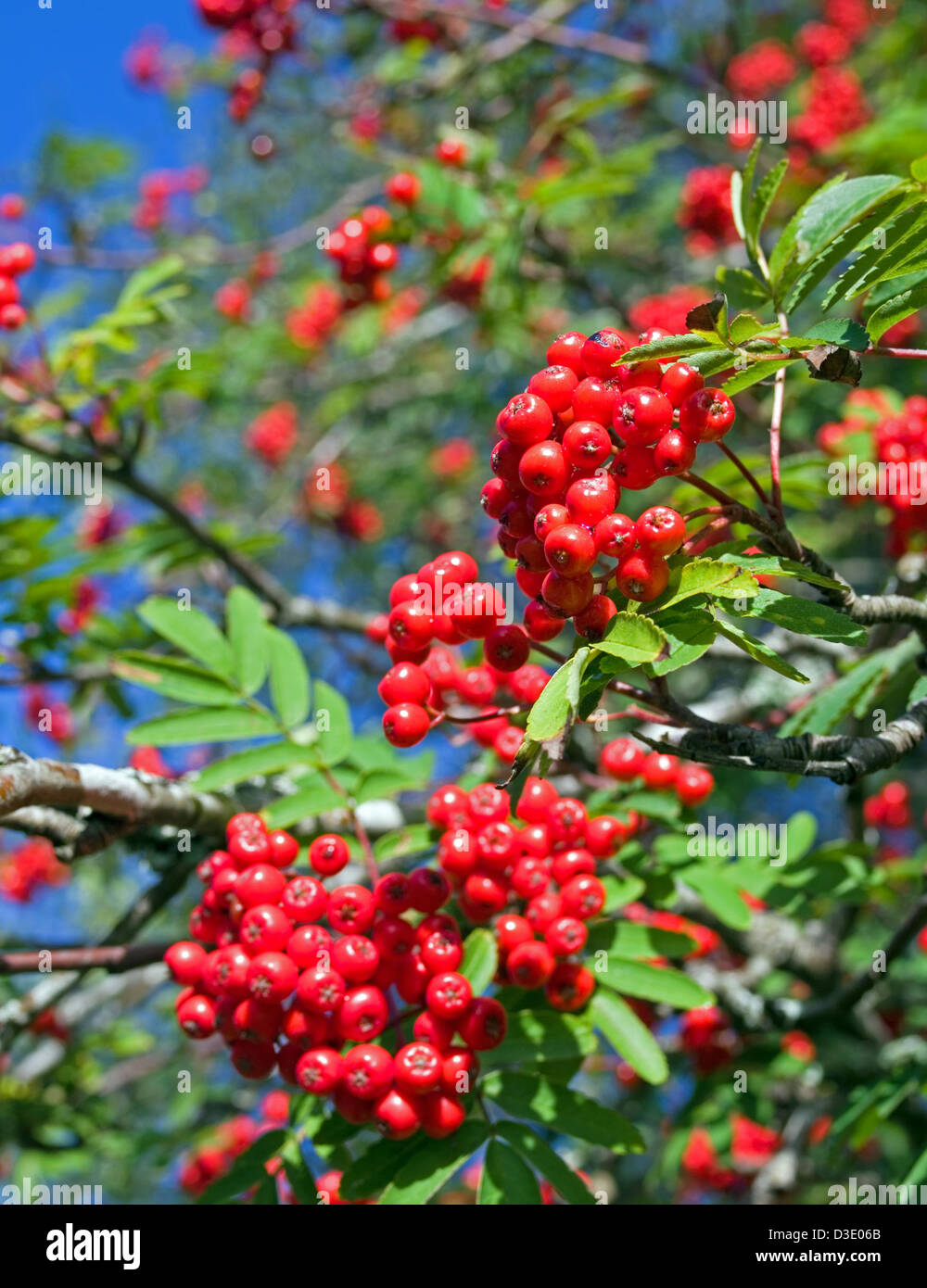 Des grappes de baies rouge Rowan on tree branch (mountain ash, Sorbus aucuparia) vu contre ciel bleu profond, Sutherland Ecosse UK Banque D'Images