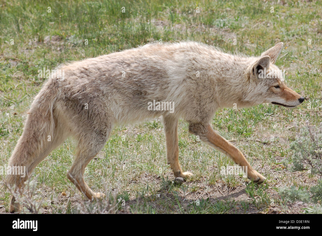 Le Coyote, Canis latrans Lestes, se déplaçant dans une zone ouverte dans le Parc National de Yellowstone. Banque D'Images