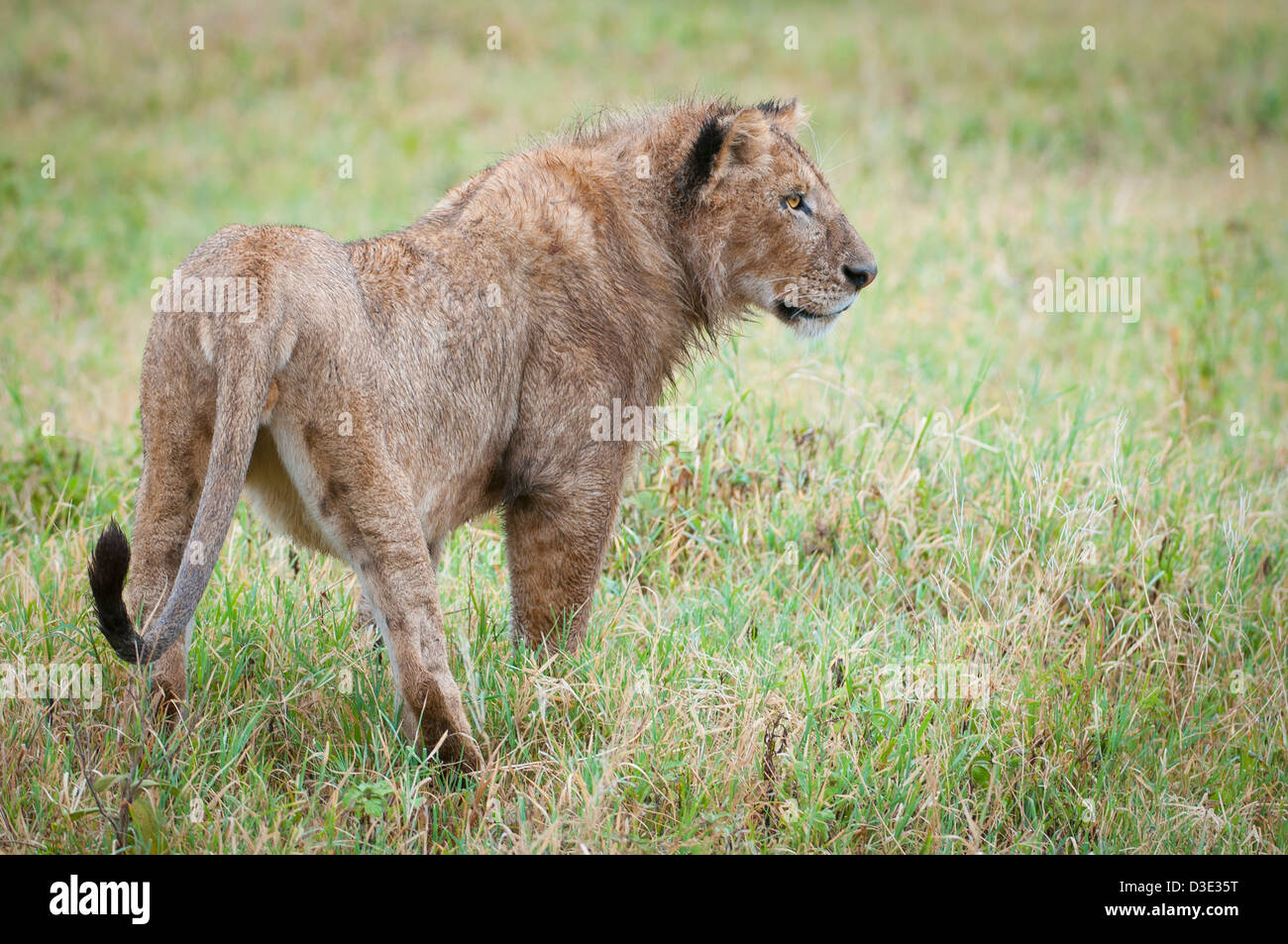 Un jeune lion debout dans la Ngorongoro Conservation Area, Tanzania, Africa Banque D'Images