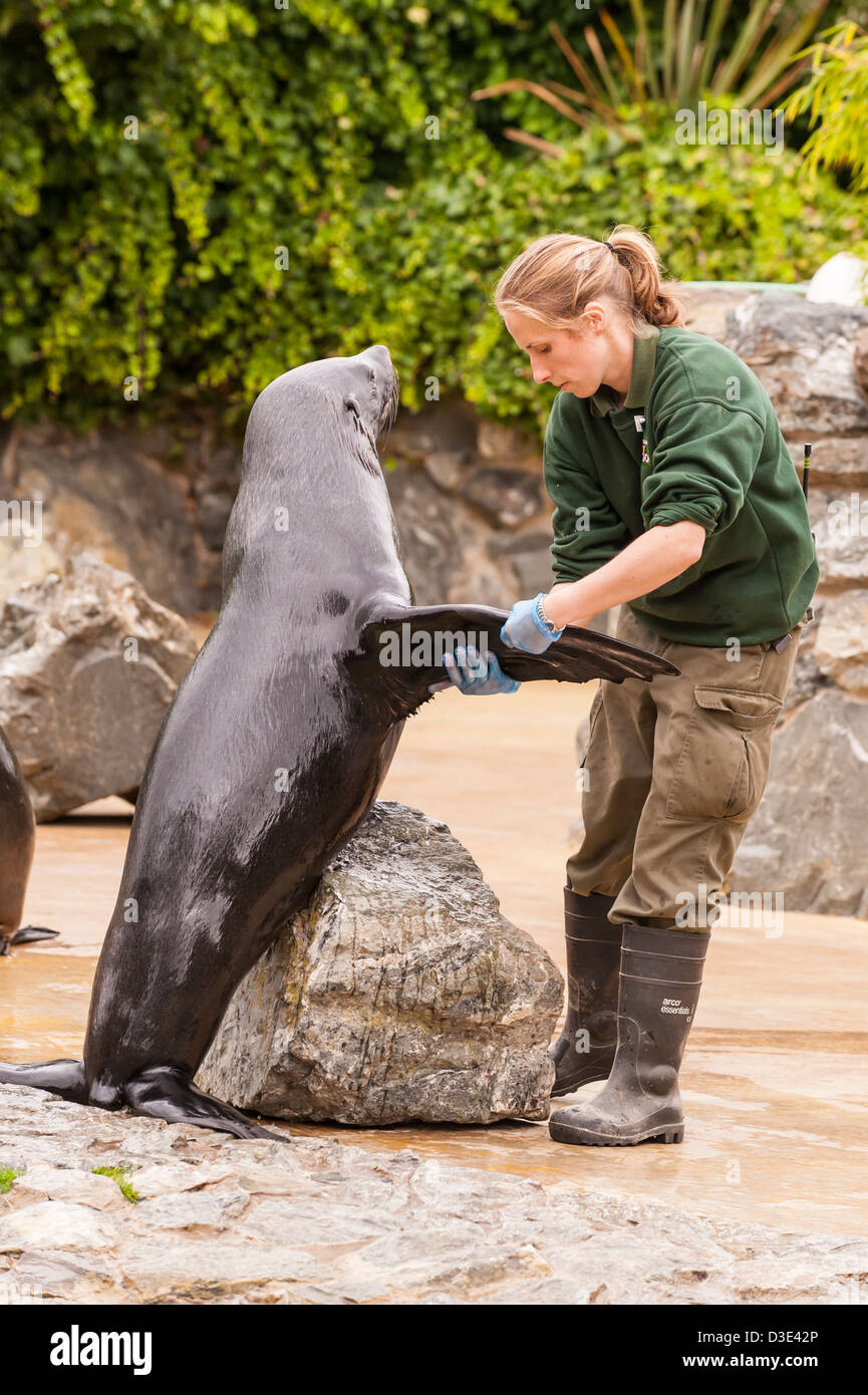 Un gardien de zoo des chèques de plus en captivité un phoque à fourrure d'Afrique du Sud (Arctocephalus pusillus pusillus ) Banque D'Images