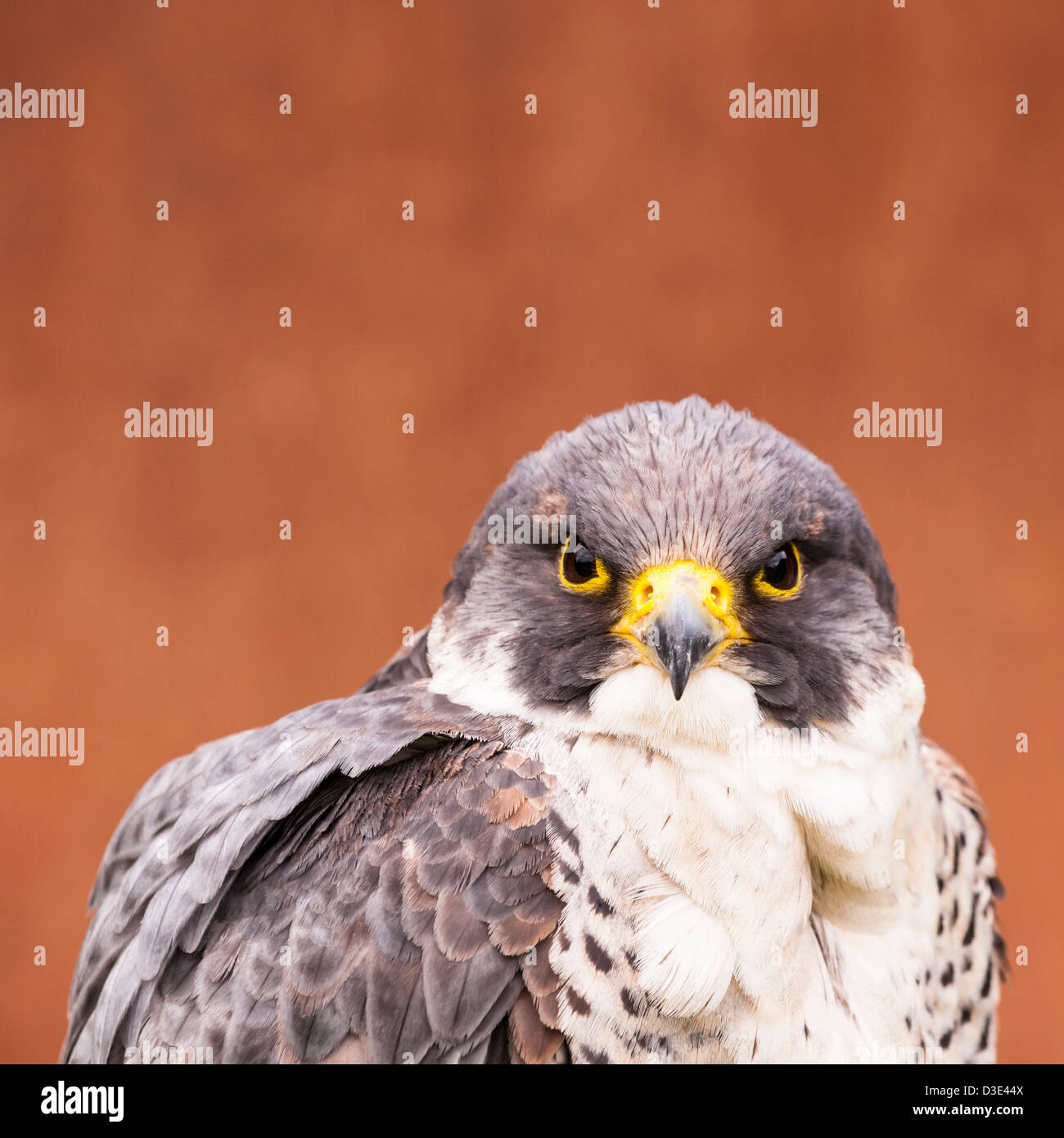 Un faucon pèlerin ( Falco peregrinus ) Banque D'Images