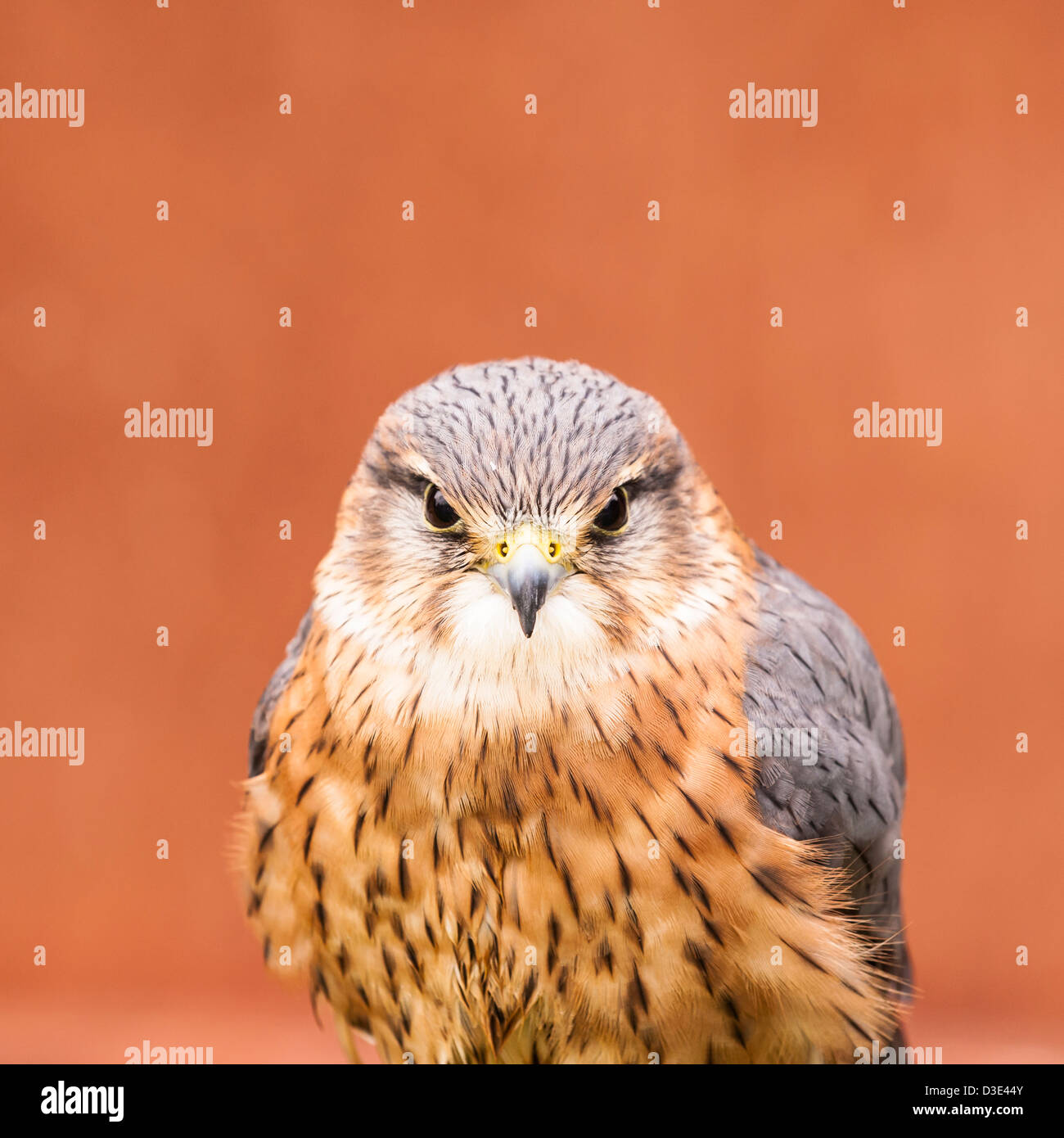 Une captive Merlin ( Falco columbarius ) Banque D'Images