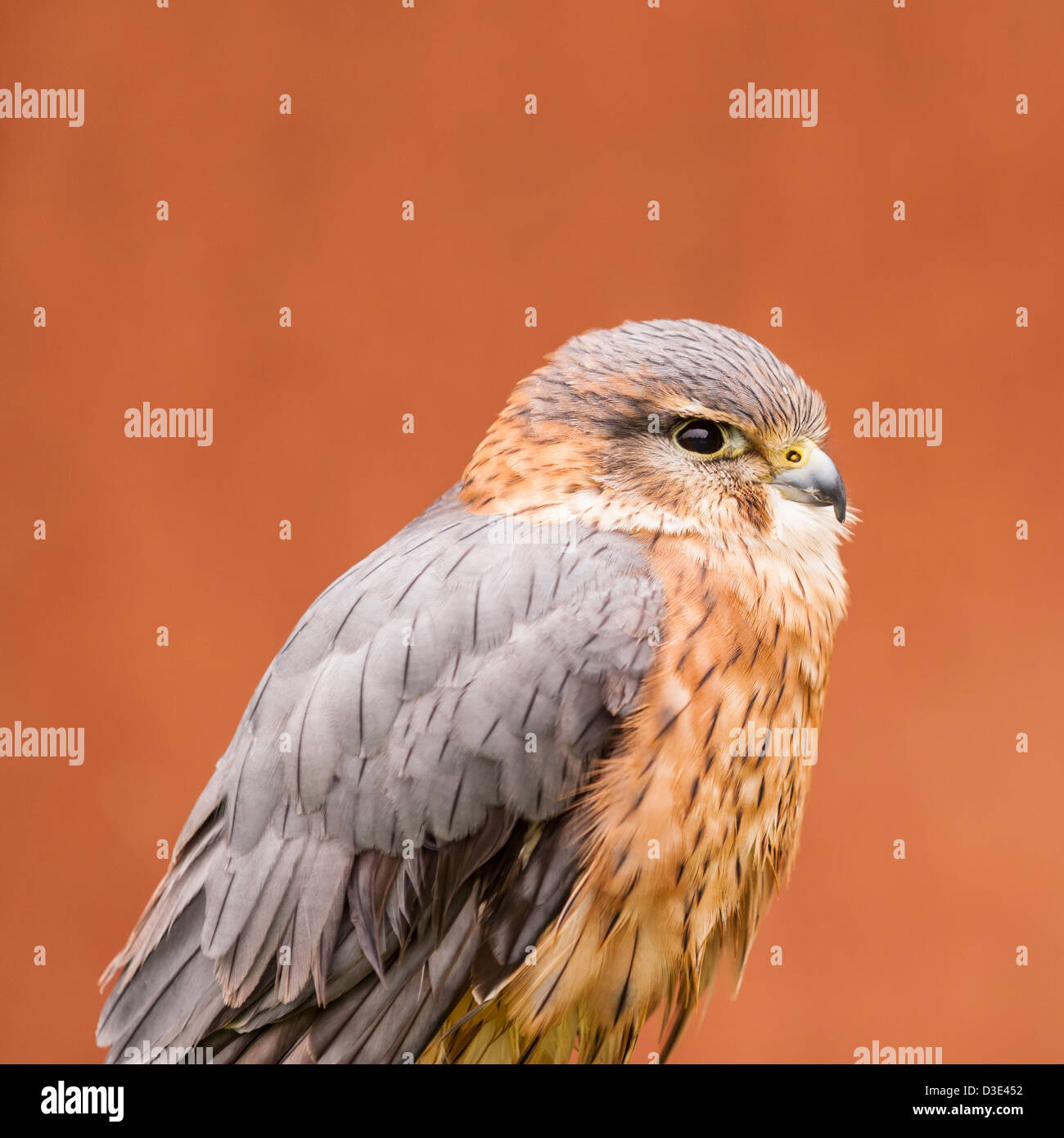 Une captive Merlin ( Falco columbarius ) Banque D'Images