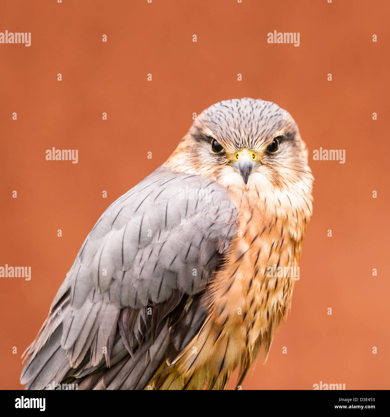 Une captive Merlin ( Falco columbarius ) Banque D'Images