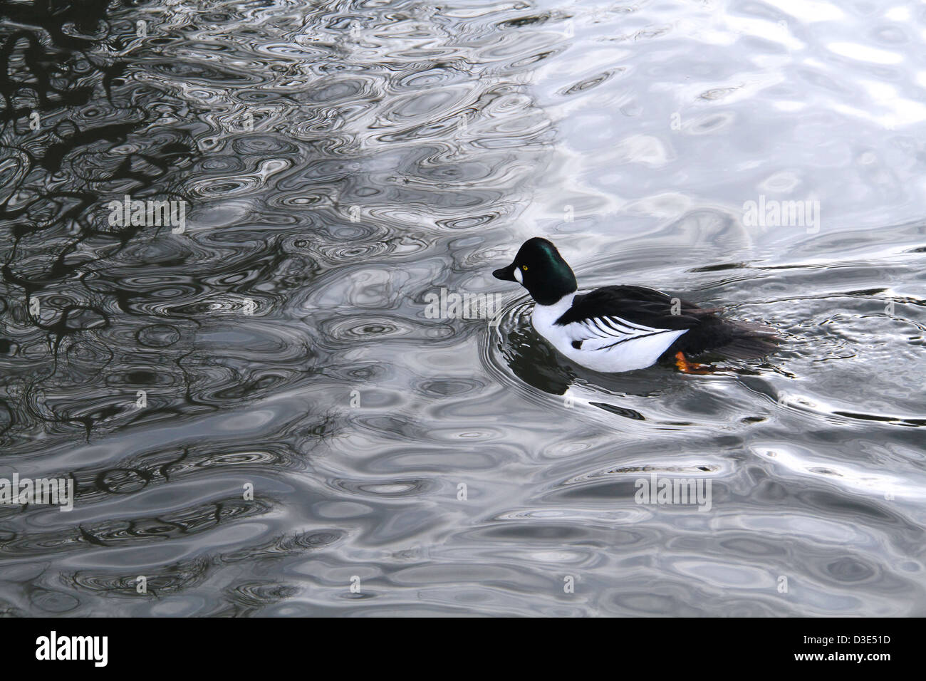 Natation canard noir et blanc sur un lac Banque D'Images