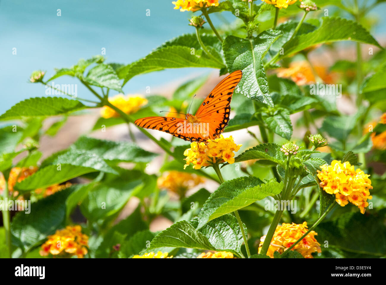 Beau papillon monarque sur lantana jaune bleu avec piscine dans l'arrière-plan. Banque D'Images