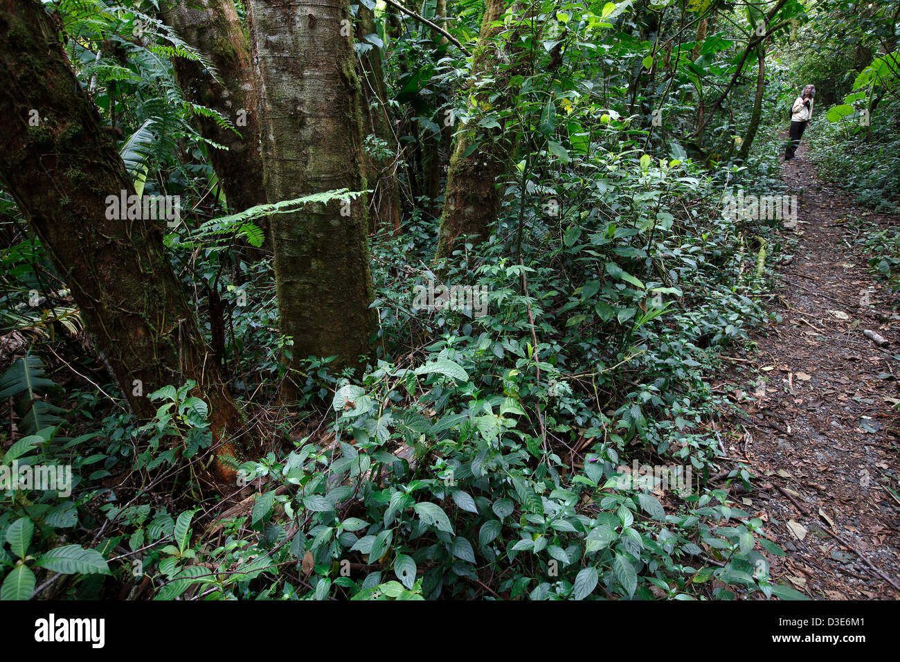Sentier de la forêt tropicale, parc national La Amistad, Panama Banque D'Images