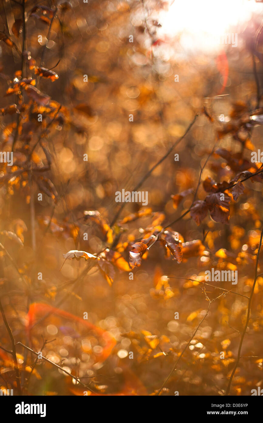 Les feuilles à l'automne Banque D'Images