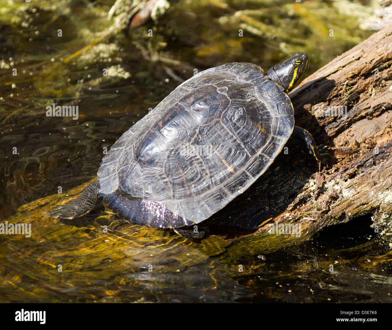 California red bellied partiellement des tortues dans l'eau sur un journal. Banque D'Images