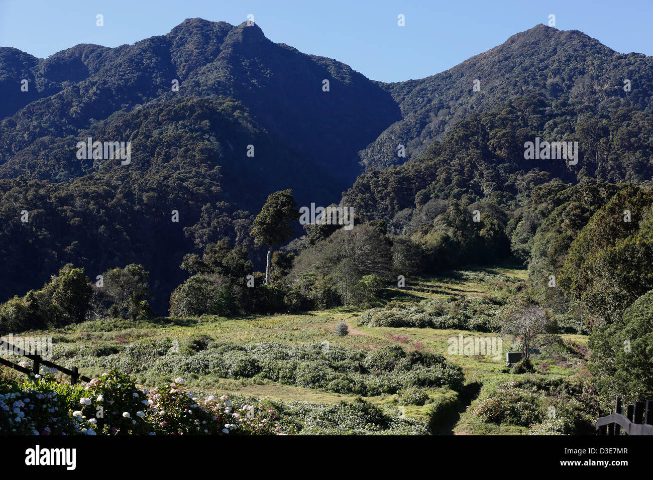 Terre défrichée à l'intérieur de la Parque Nacional Volcan Baru, Panama Photo Stock Alamy Terre défrichée à l'intérieur de la Parque Nacional Volcan Baru, Panama Photo Stock Alamy