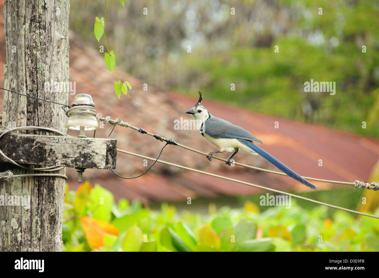 White-throated Magpie-Jay assis sur d'anciennes lignes d'alimentation Banque D'Images