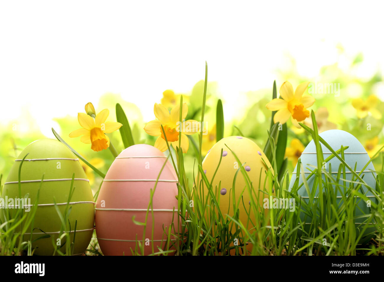 Oeufs de Pâques cachés dans l'herbe avec jonquille. Banque D'Images