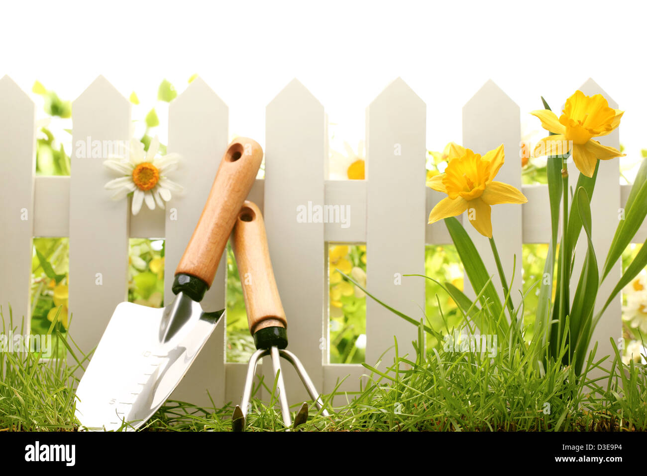 Clôture blanche avec outils de jardin,l'herbe verte et les fleurs de la jonquille. Banque D'Images