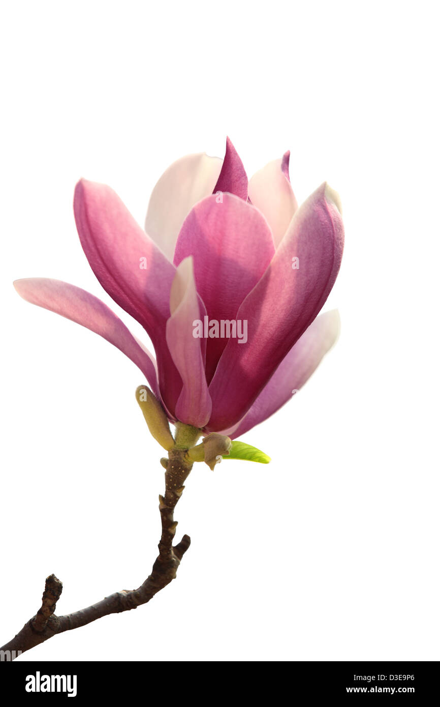 Branche de fleur de magnolia rose sur fond blanc Banque D'Images