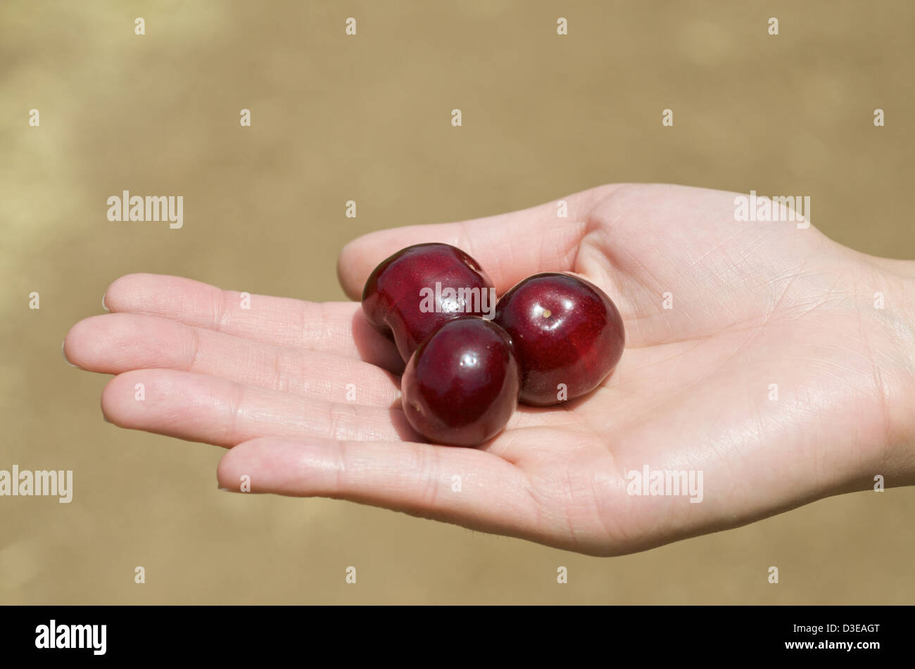 Cherry picking sur ma main Banque D'Images