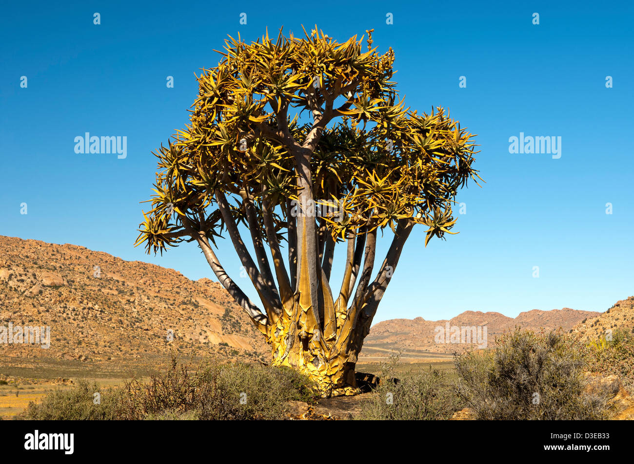 Quiver Tree géant, Kokerboom, Aloe dichotoma, Goegap nature reserve, le Namaqualand, Afrique du Sud Banque D'Images