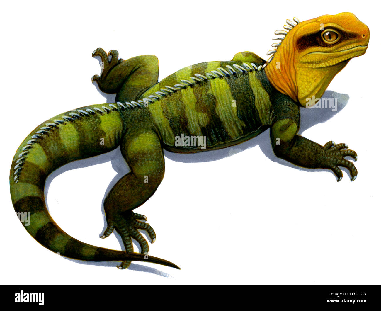 Clevosaurus, un reptile préhistorique qui est semblable à la tuatara moderne. Banque D'Images