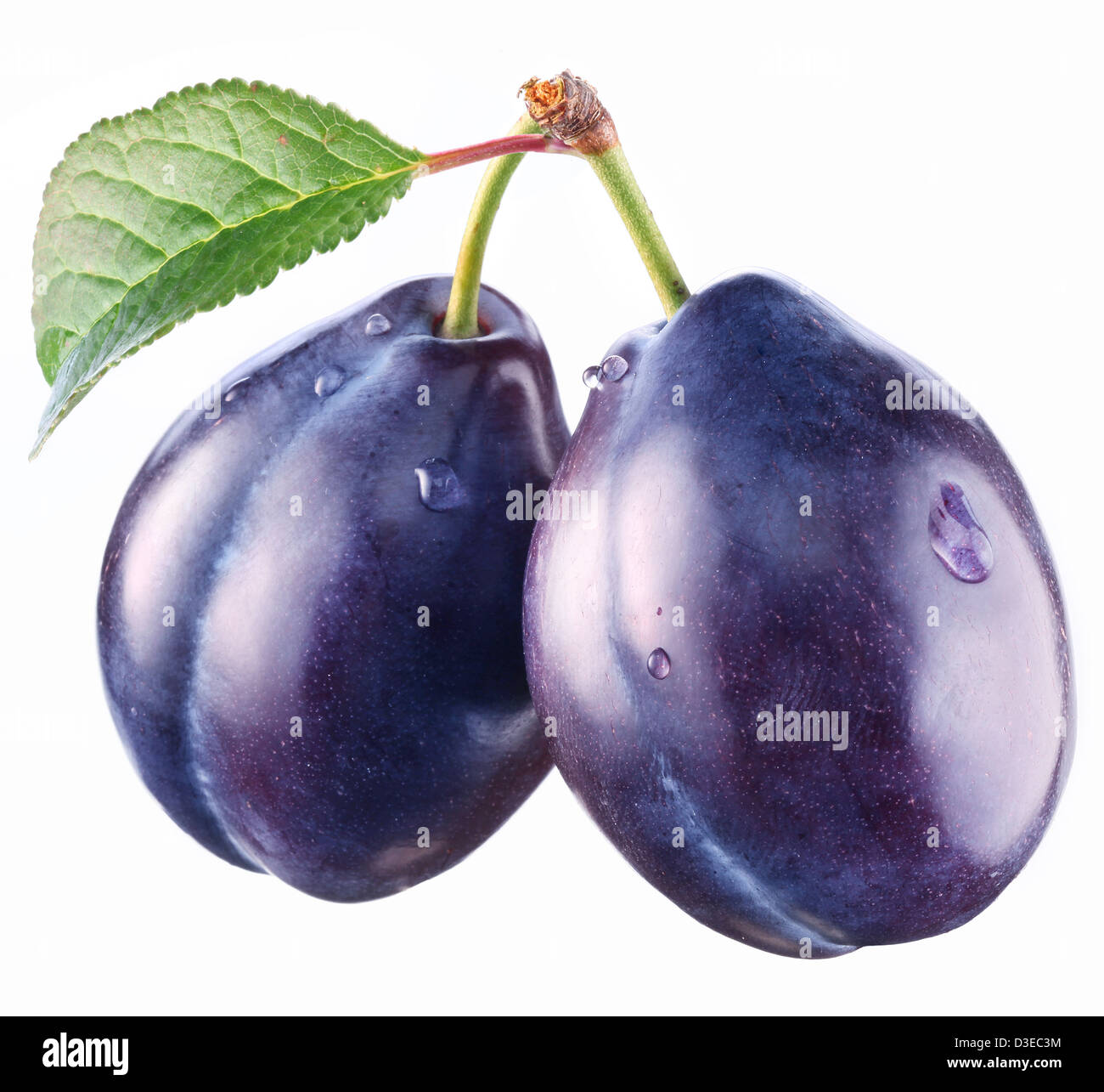 Deux prunes avec une feuille sur un fond blanc. Banque D'Images
