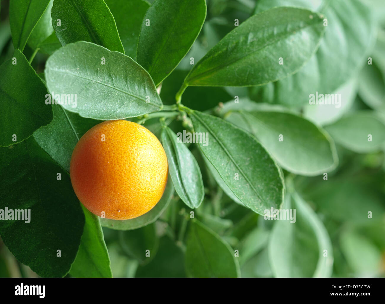 La mandarine sur un citrus tree close up. Banque D'Images